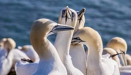 九游登录中心-法甲VAR语义处理模块提升判罚透明度和公平性的实践，意甲var使用规则