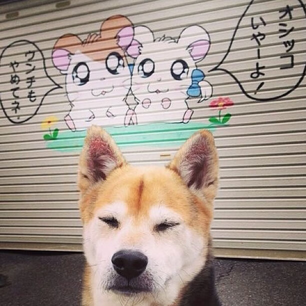 _高校运动会:青春追梦的炽热现场_,高校运动会开幕式视频