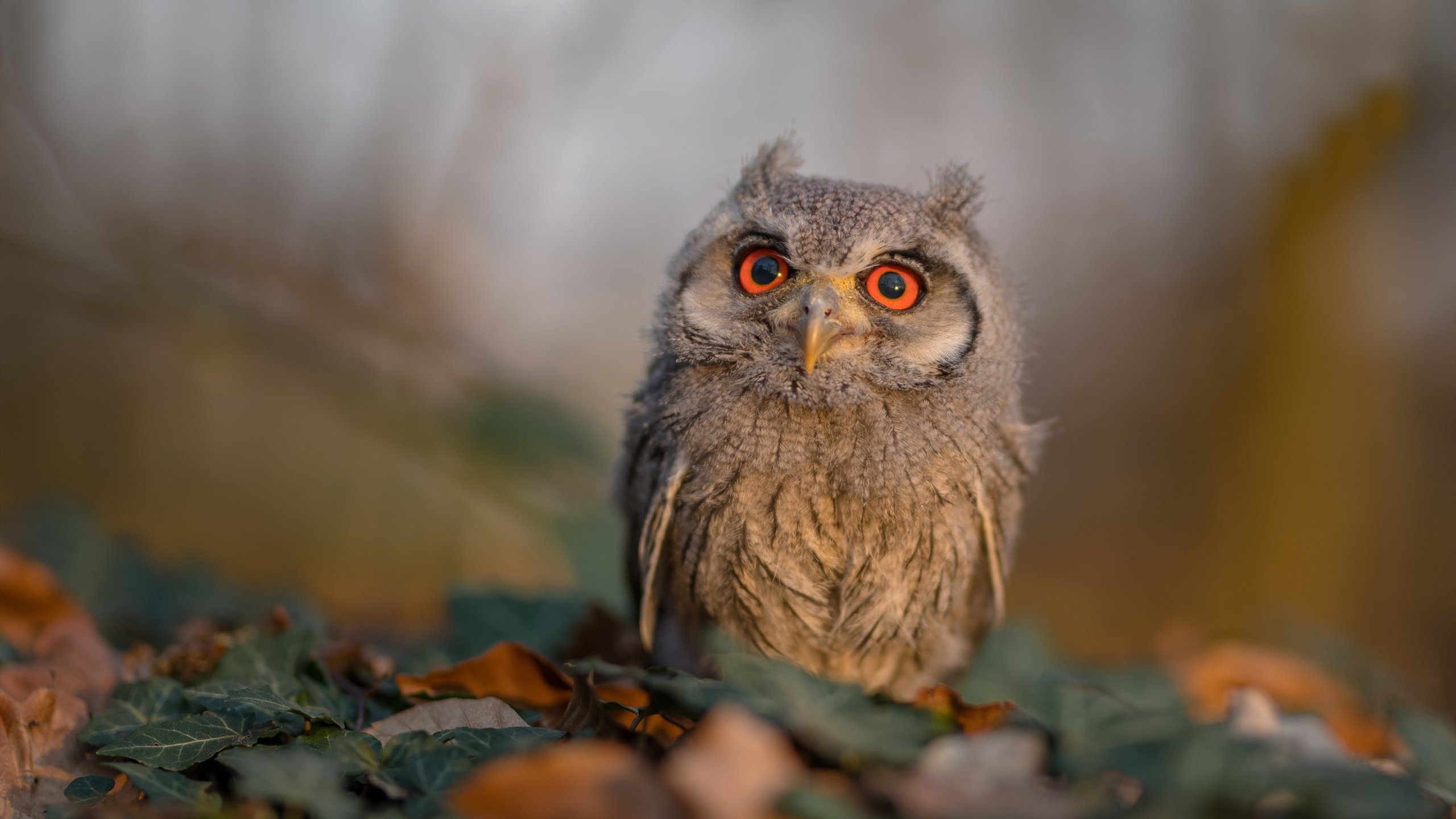 九游游戏中心-《守望先锋年度盛事，策略对抗细节彰显》，守望先锋2021