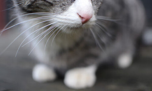 《每日镜报》：巴西女足在奥运会小组赛中表现出色，巴西女足奥运会阵容