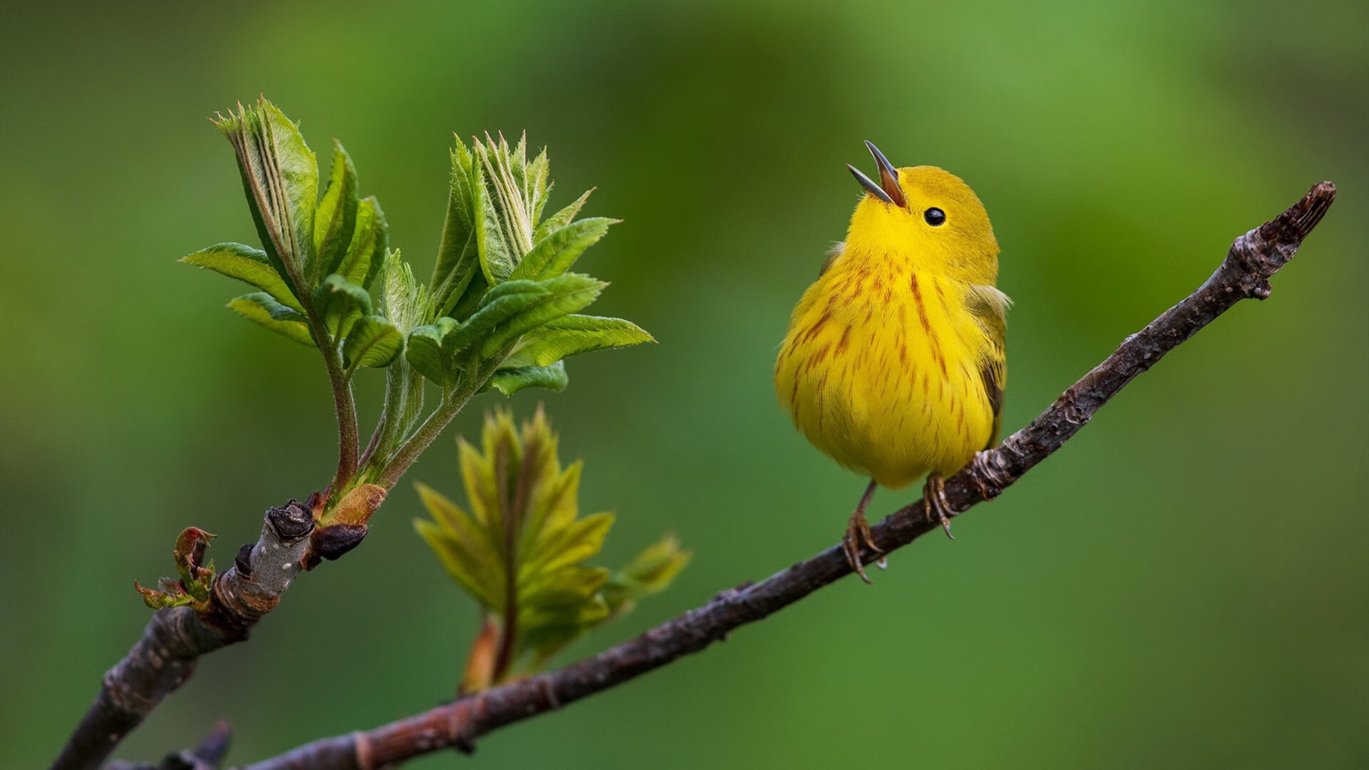 德国男子排球队在本届奥运会上获得第五名,德国男排甲级联赛