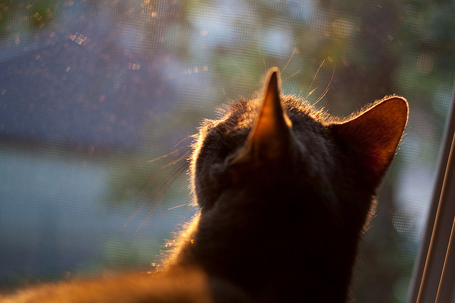 美国队在巴黎奥运会比赛中多次通过快速反击得分,美国队奥运会战绩