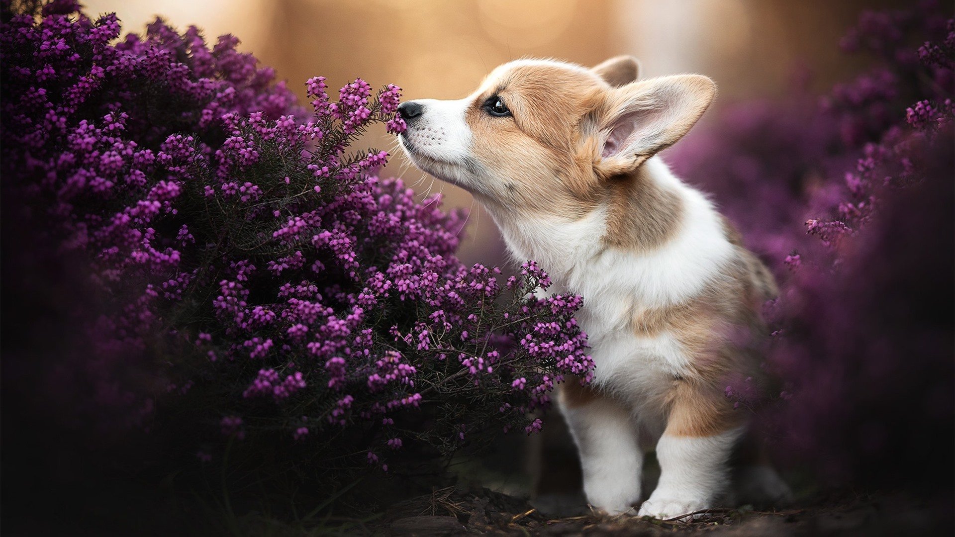 足球裁判VR培训系统上线,模拟真实比赛环境,足球裁判员官网