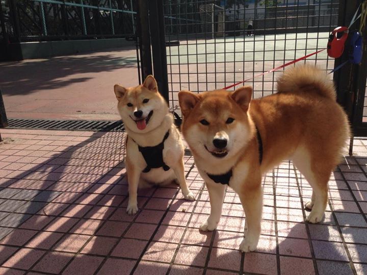 JIUYOU GAMING-退役纪念：传奇球星的篮球人生精华回顾，退役篮球巨星