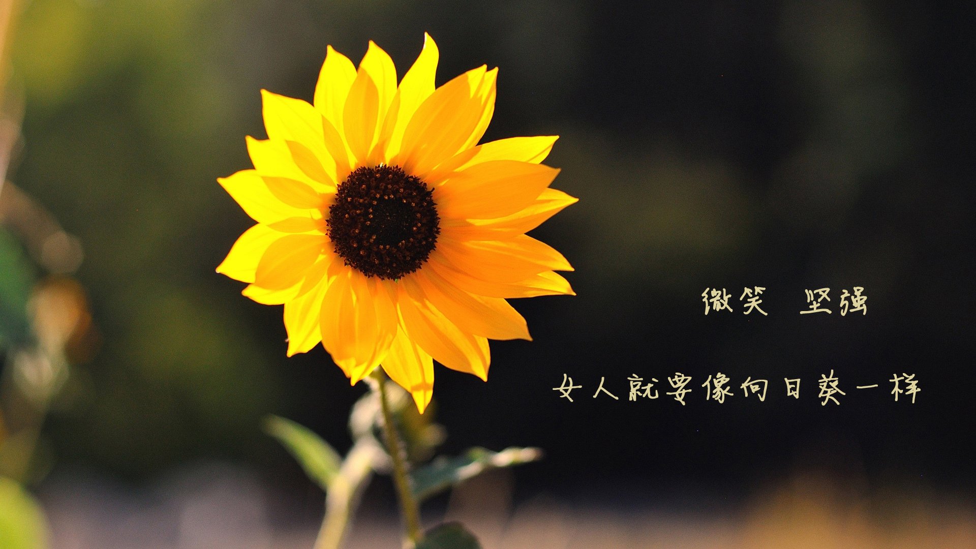 逆境中的团队配合:哪队战术调整最成功?,逆境 突破