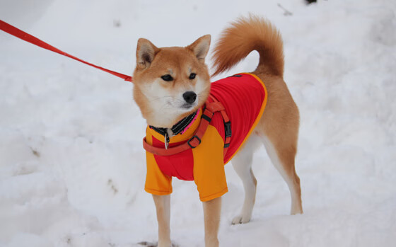 逆转荣光:未曾放弃的欧冠奇迹缔造者,逆转获胜