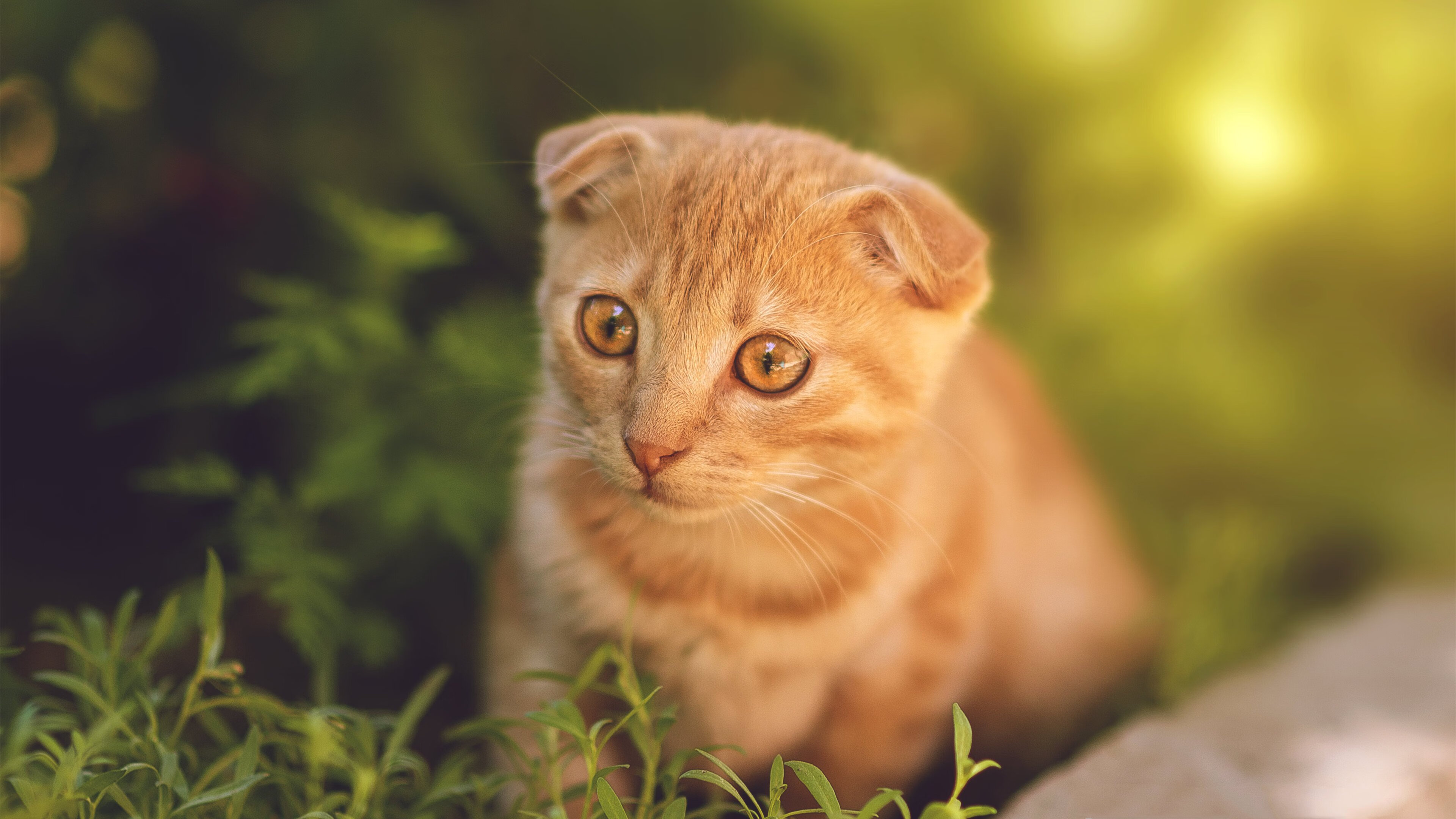 中国队门将费尔南德斯在巴黎奥运会上展现出高水平的扑救能力，费尔南德斯加盟曼联