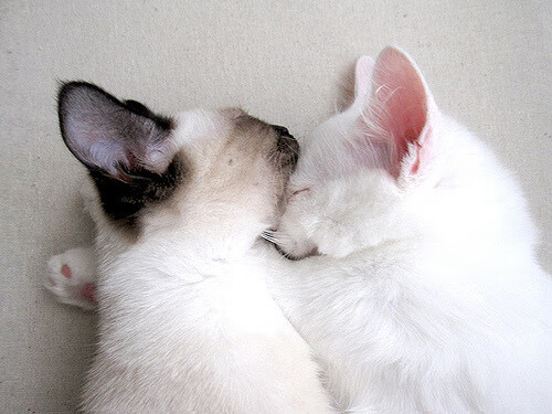 伊朗惊险逆转伊拉克，亚洲杯小组赛再获胜利，亚洲杯伊朗的今天的比赛