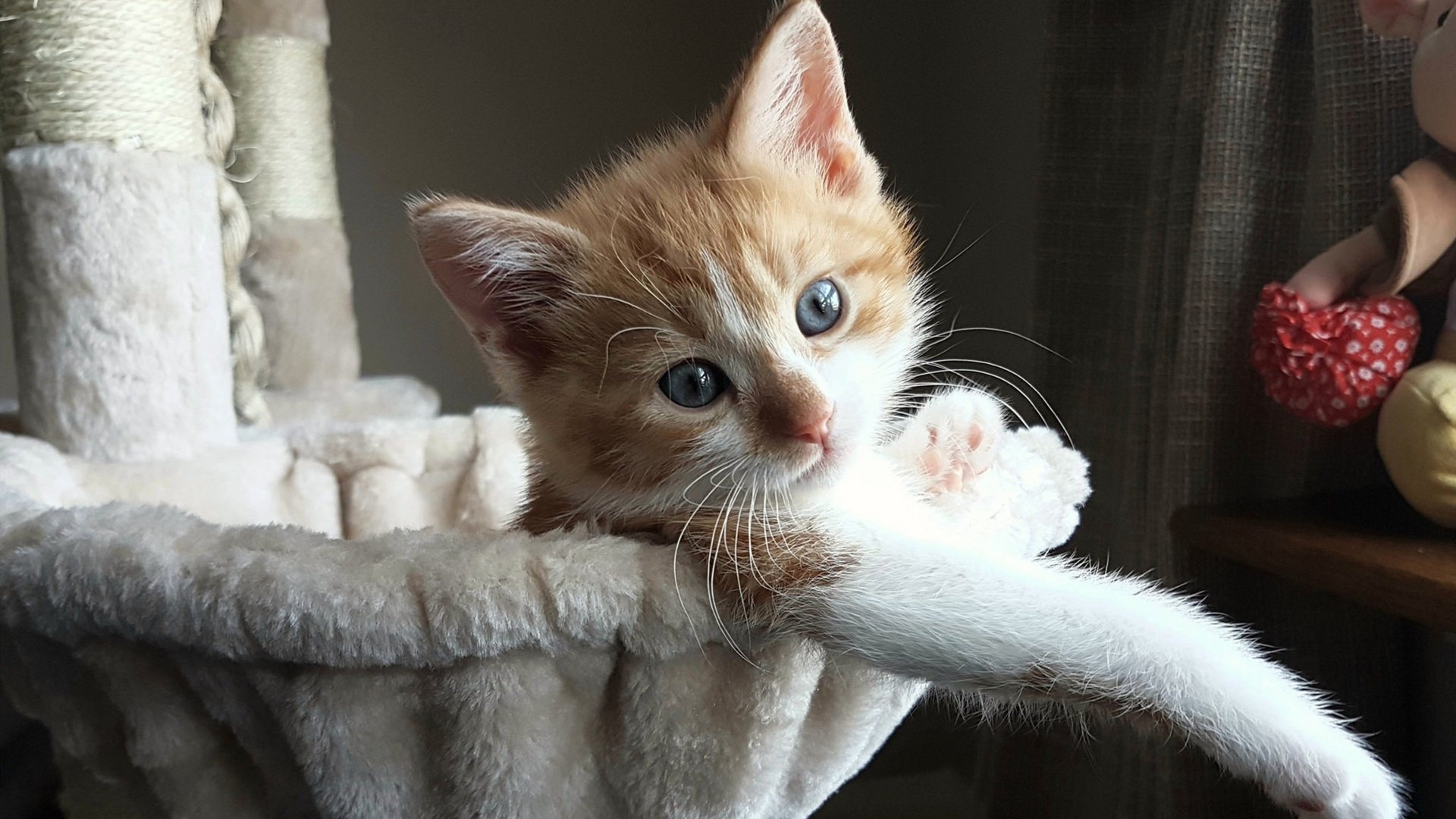 法兰克福球队在比赛中发挥出色,取得胜利,法兰克福球队在比赛中发挥出色,取得胜利的原因