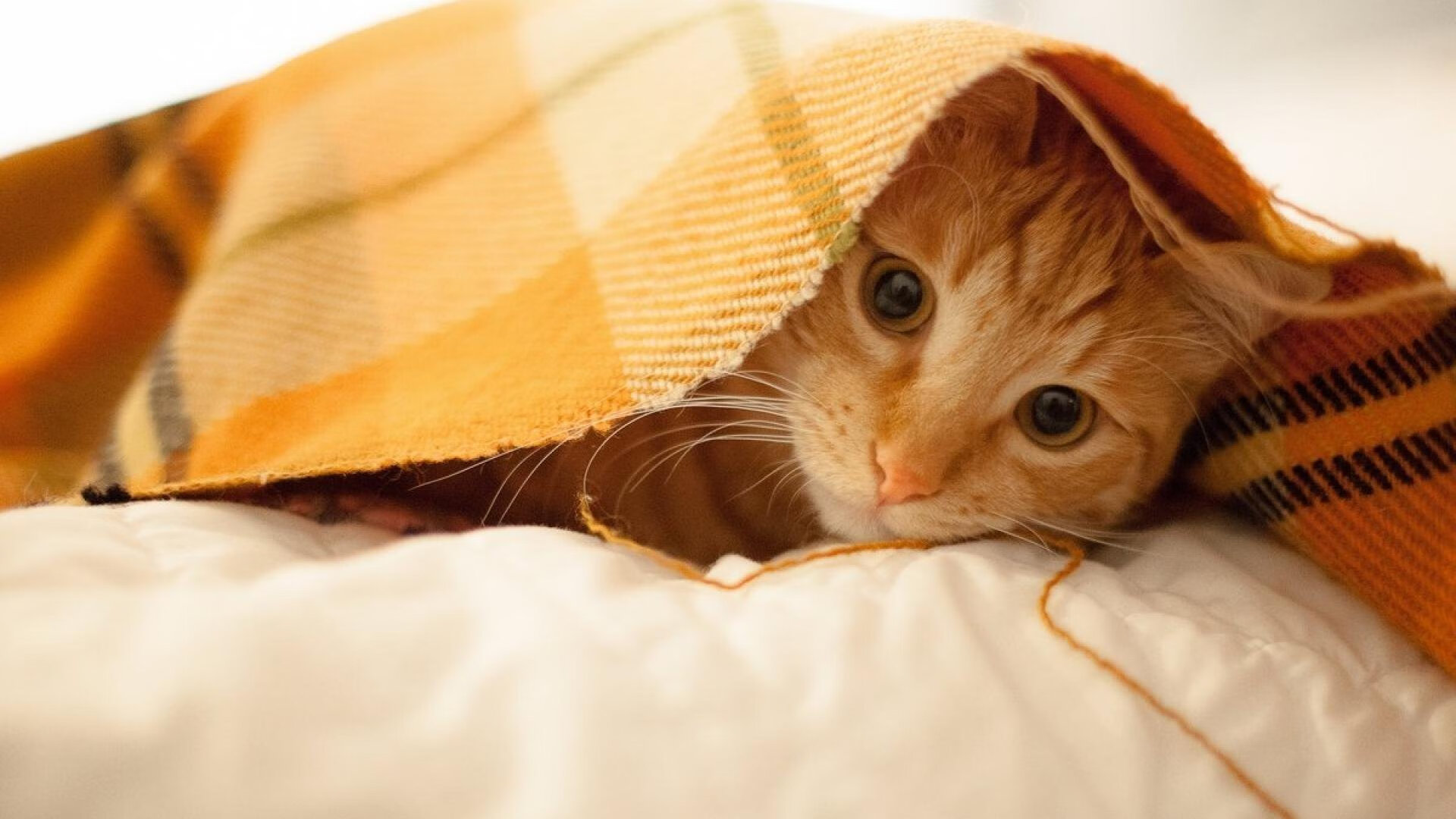 胜负难分！国内足球赛事精彩连连，足球赛事国足