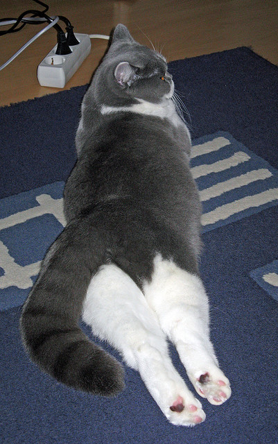 英格兰队在大赛中独领风骚,决心夺得冠军,英格兰队v