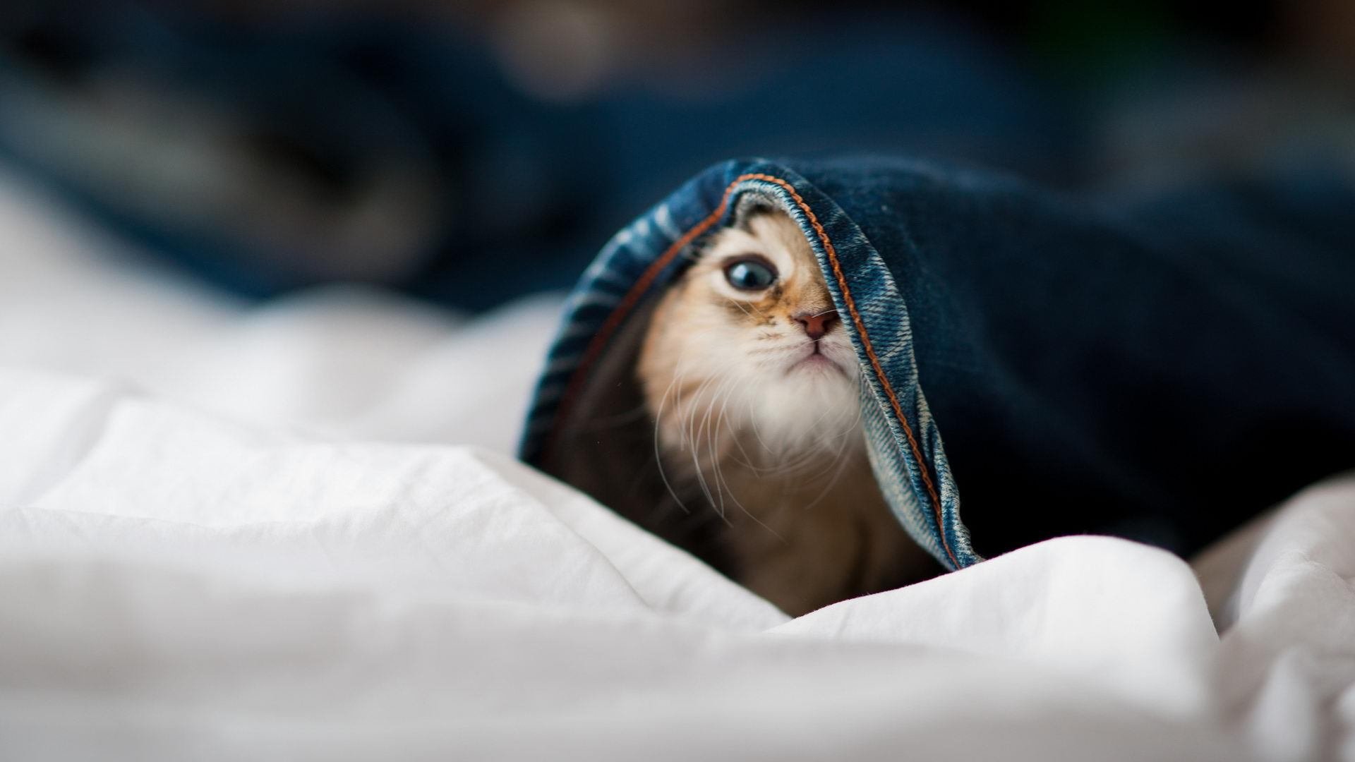 世界青少年速度滑冰锦标赛中国选手再获佳绩,青少年滑冰比赛