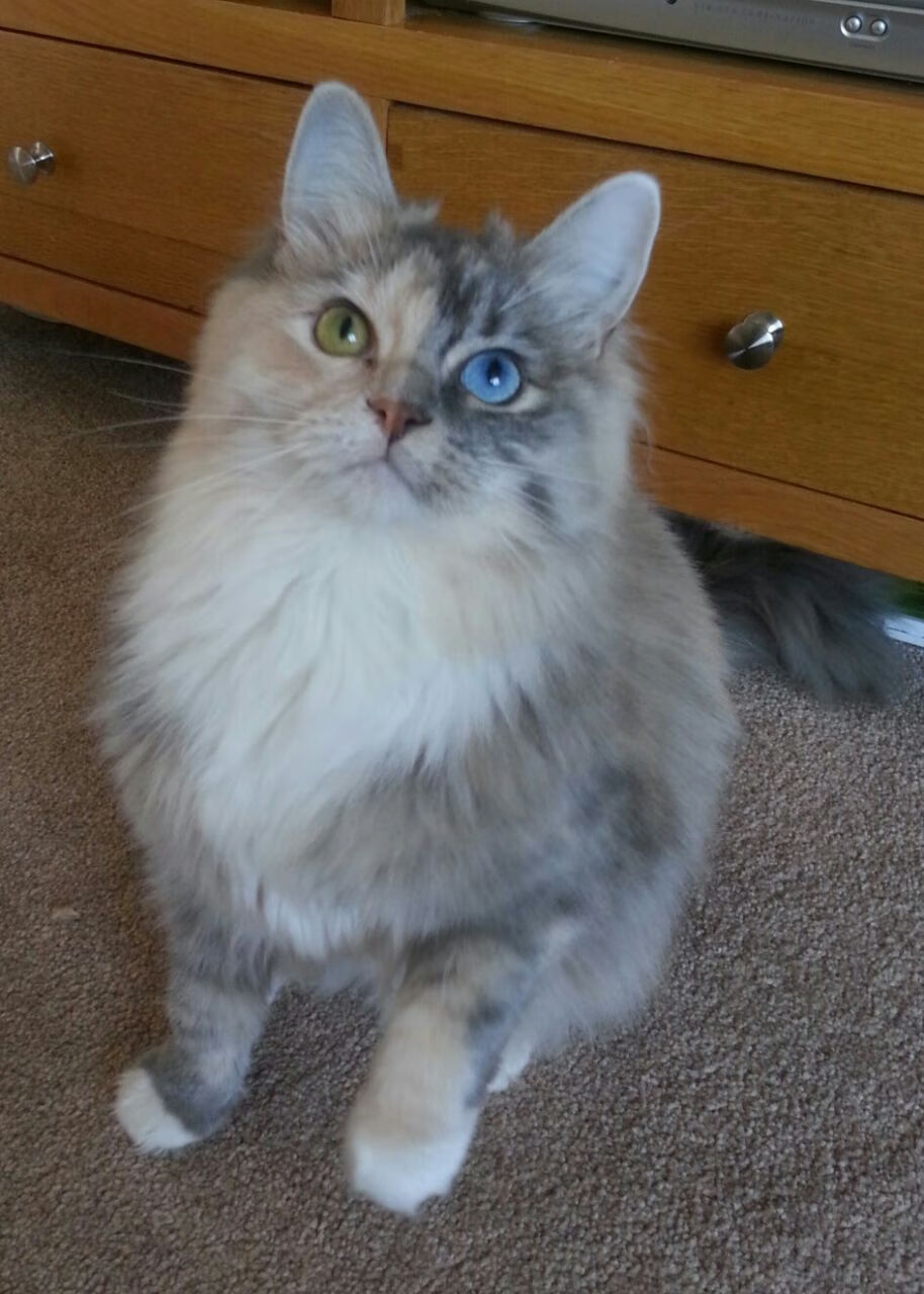 五大联赛的魅力:不同国家球队的差异化风格,5大联赛球队综合实力排名