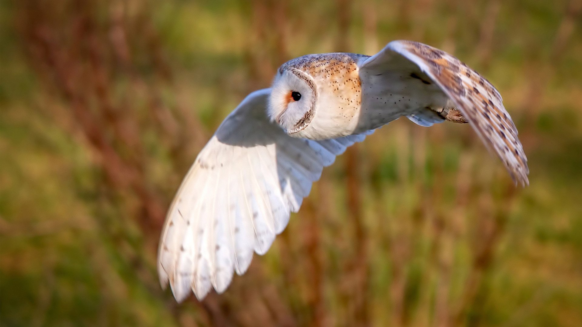 五大联赛的魅力:不同国家球队的差异化风格,5大联赛球队综合实力排名