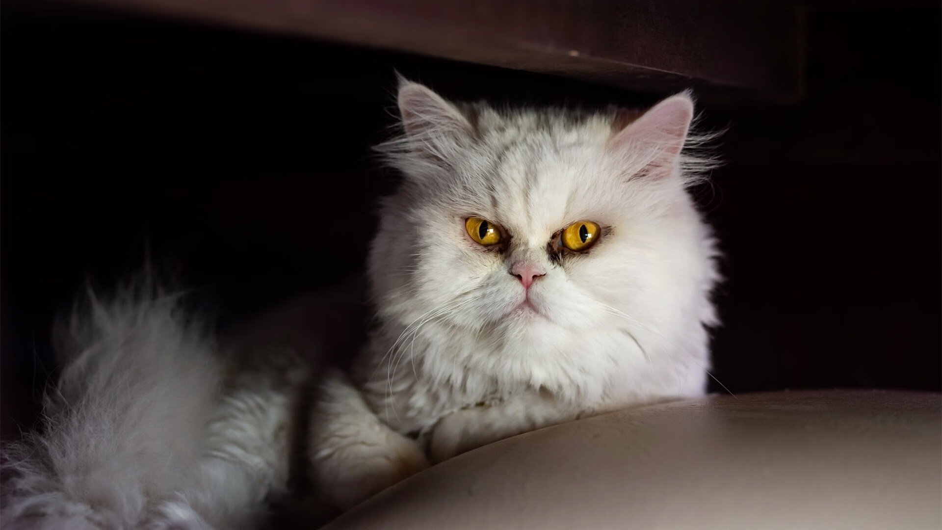 波兰队在国际乒联混合团体世界杯中的表现总结与反思,波兰乒乓球公开赛