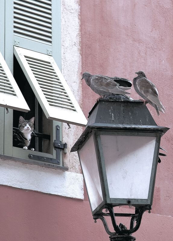 波兰队赛制解读:团体赛制中的战略选择与战术执行,波兰球队如何