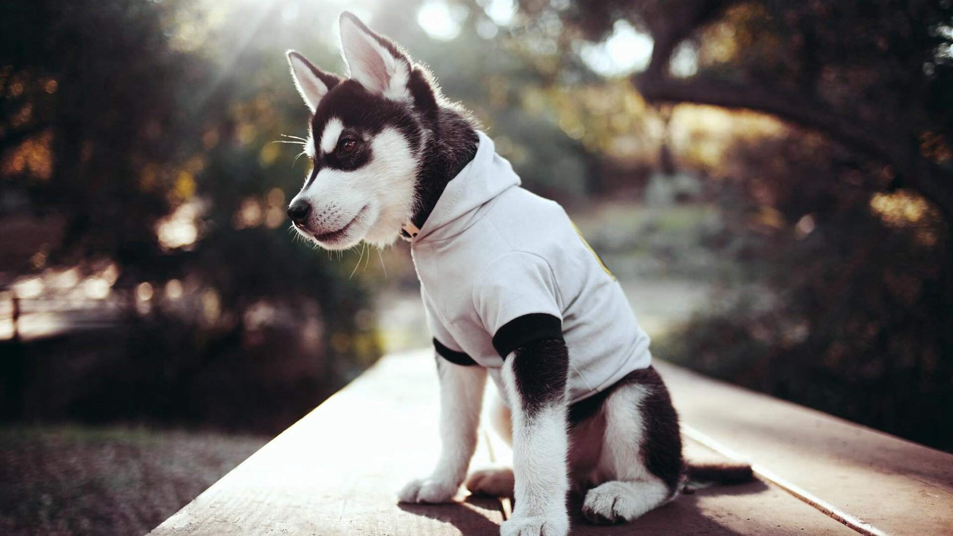 运动康复服务进驻体育场馆提升参赛体验,运动康复中心设备清单