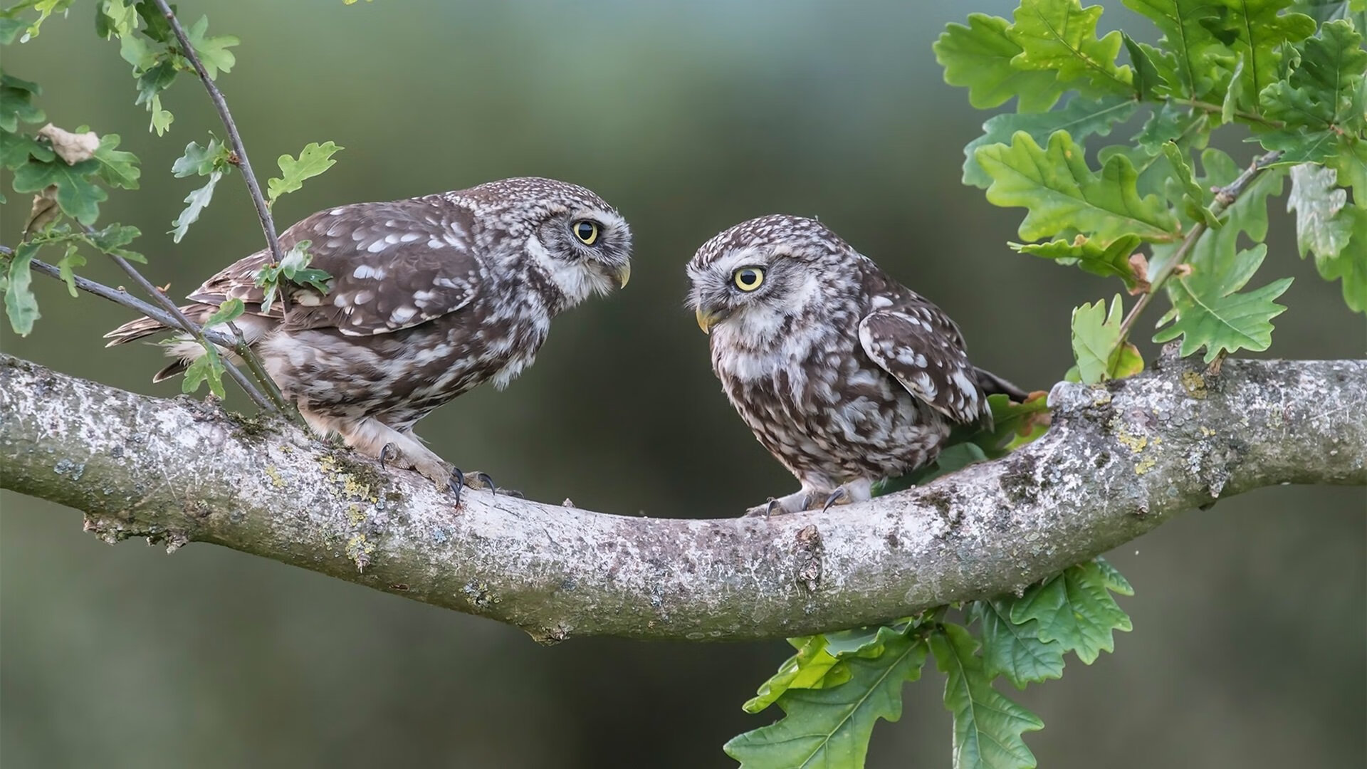 九游下载安装-李恩：全黑队中场的“拼搏者”，无论攻防都为全队付出全力