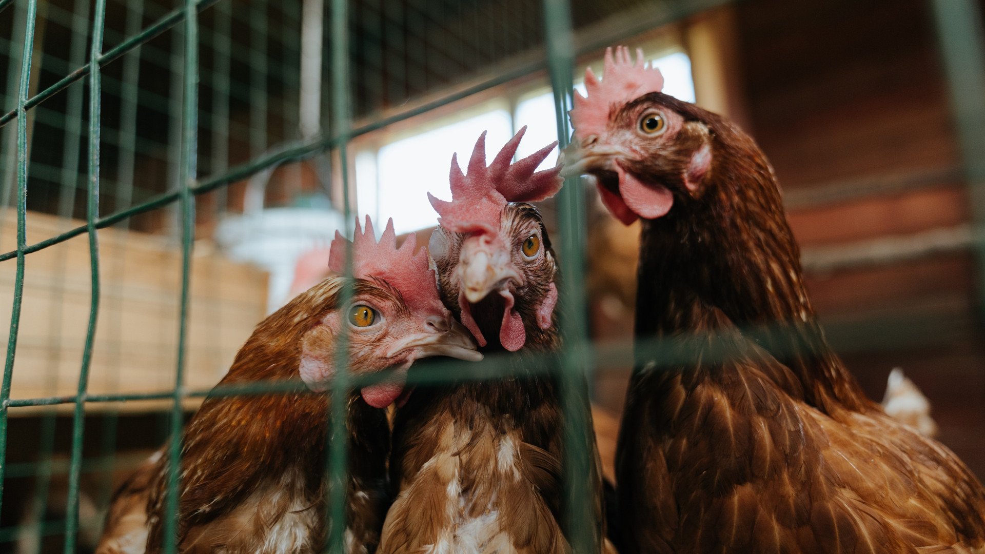 九游官网pc-黎巴嫩男篮在西亚锦标赛中奋战不止，争取奥运入场资格，黎巴嫩男篮12人名单